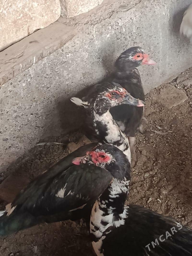 indautga horaz - Tejen - img 2