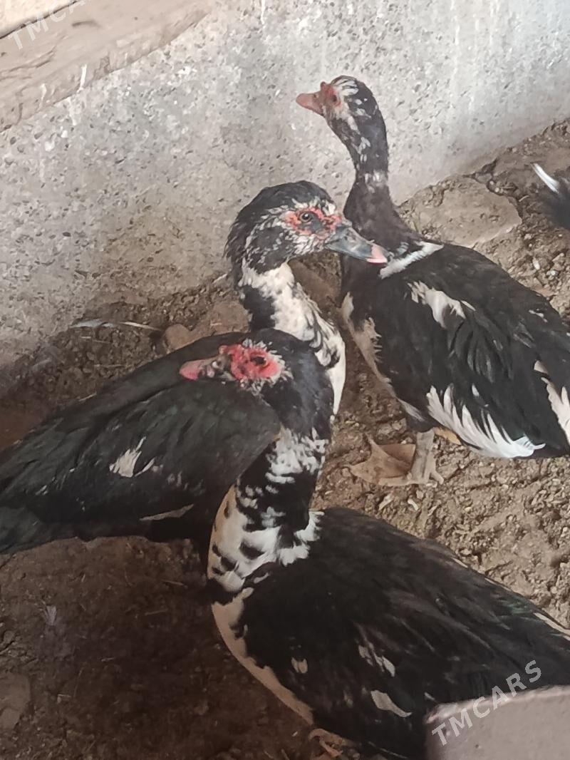 indautga horaz - Tejen - img 3