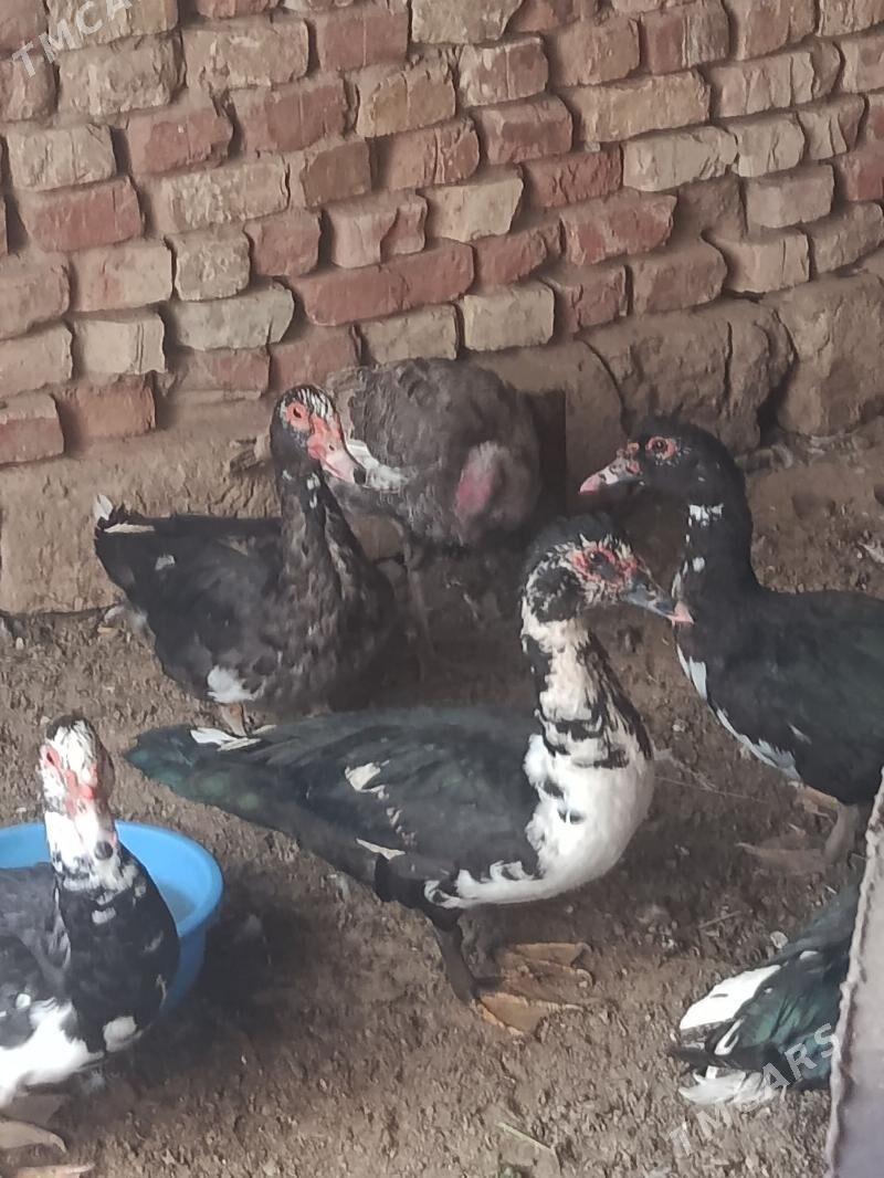 indautga horaz - Tejen - img 7