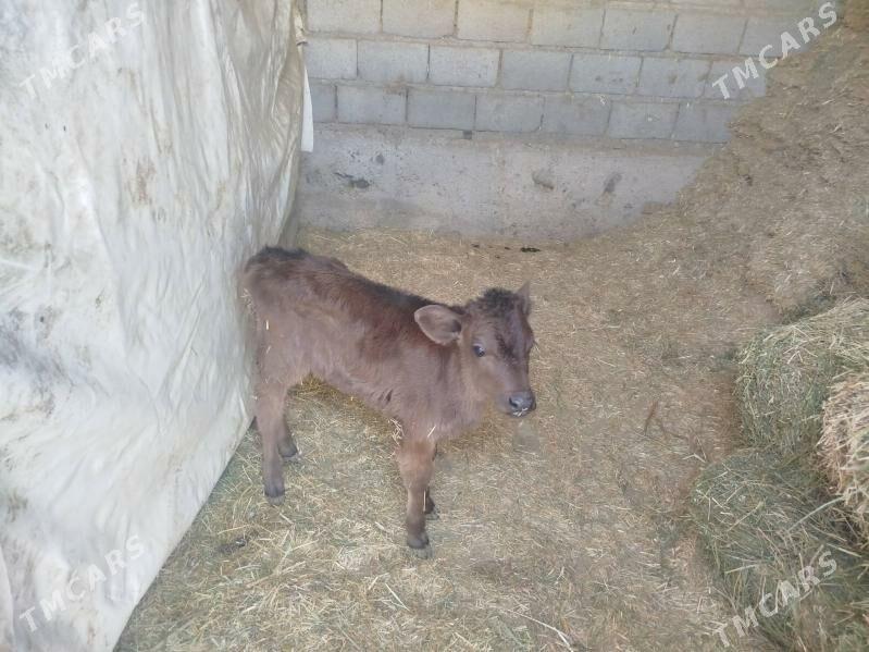 göleli sygyr - Гызыларбат - img 3