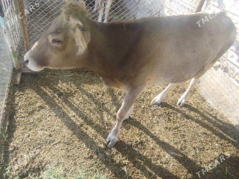 göleli sygyr - Гызыларбат - img 2