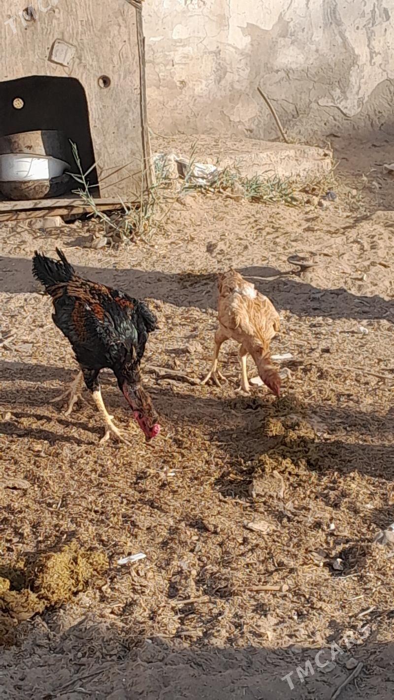 horaz - Бекреве - img 1