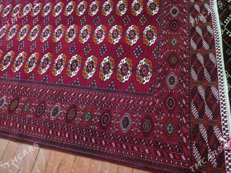 Haly - Гызыларбат - img 3