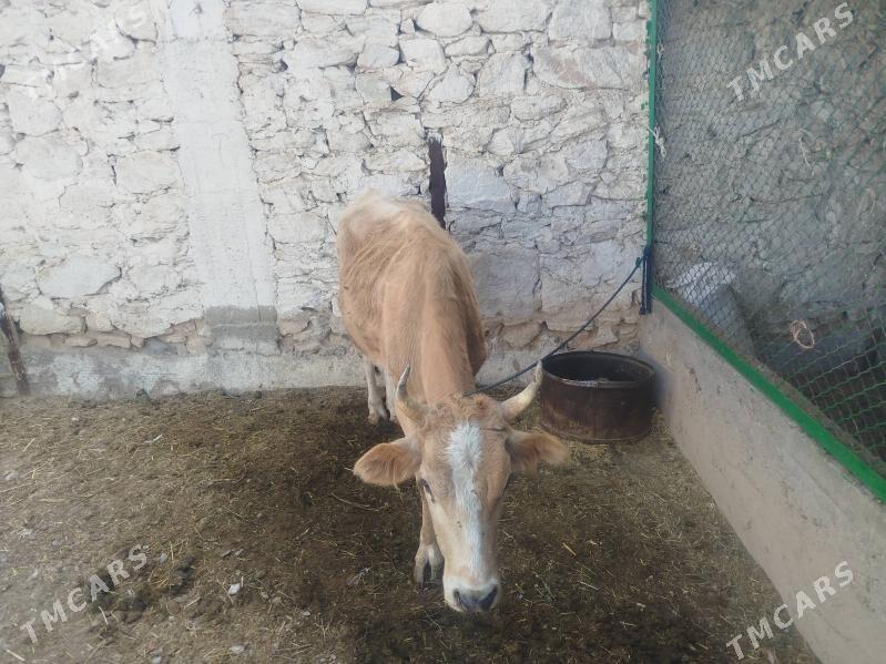 tüwe - Gyzylarbat - img 1