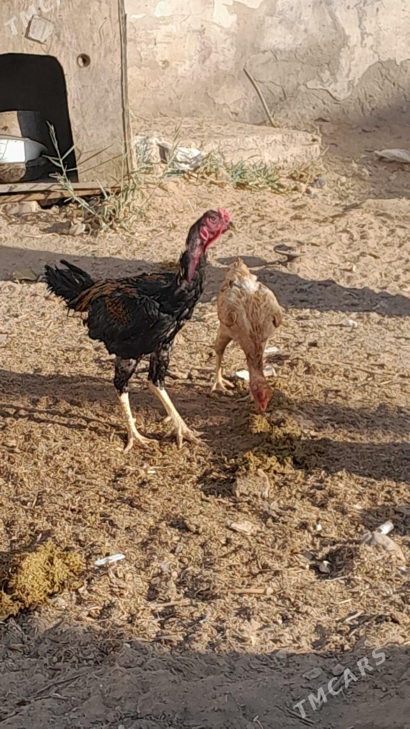 horaz - Бекреве - img 2