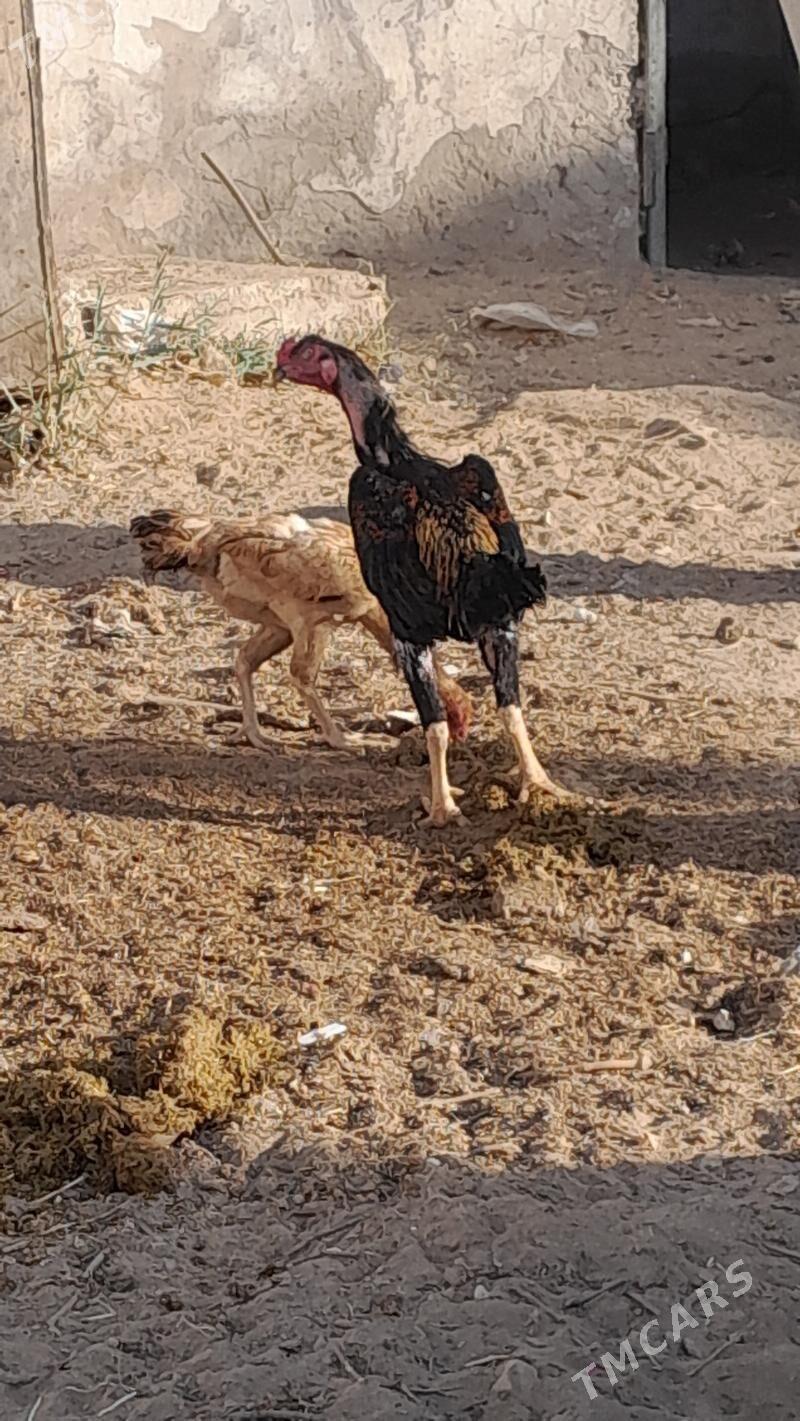 horaz - Бекреве - img 4