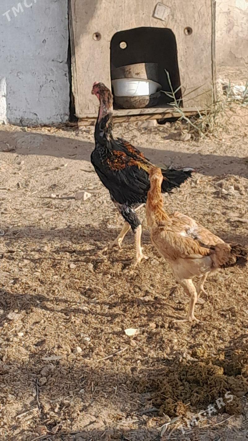 horaz - Бекреве - img 3