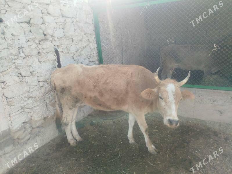 tüwe - Gyzylarbat - img 2