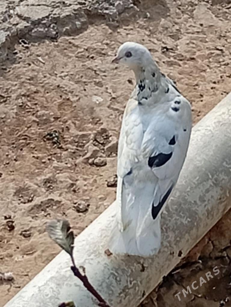 kepderi - Aşgabat - img 3