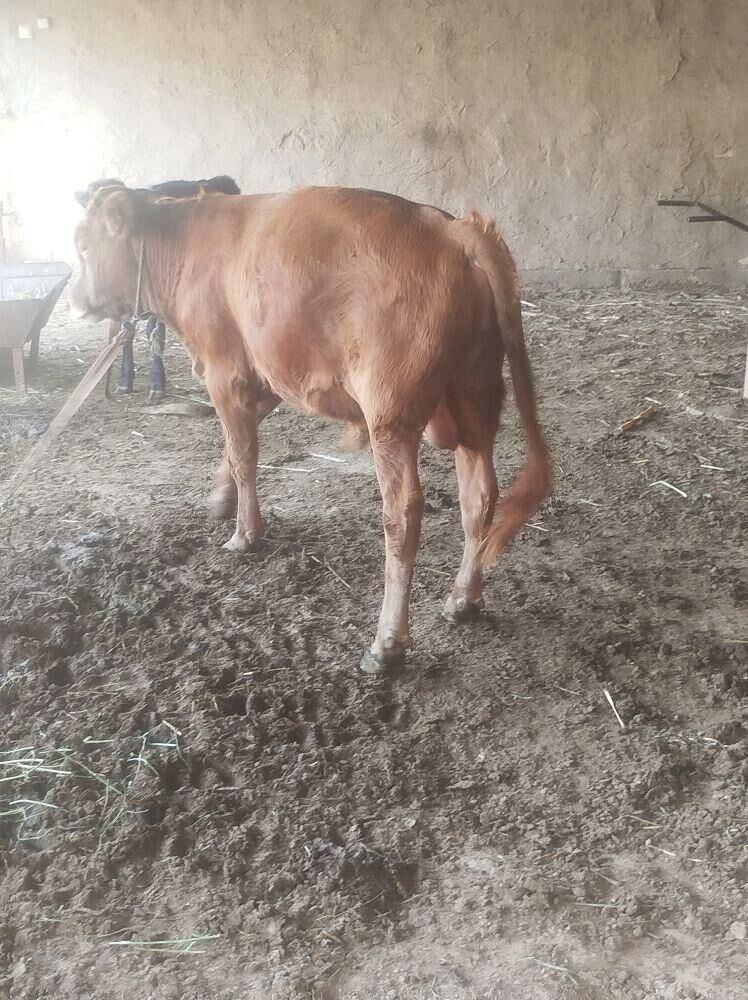 okuz - Мары - img 3