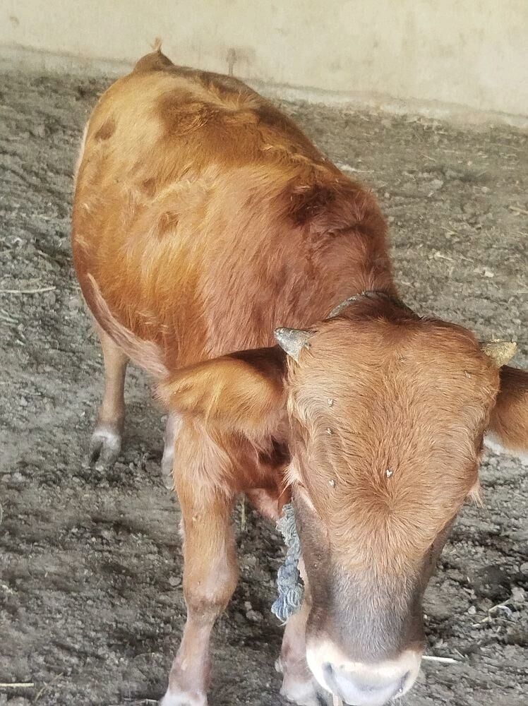 okuz - Мары - img 2