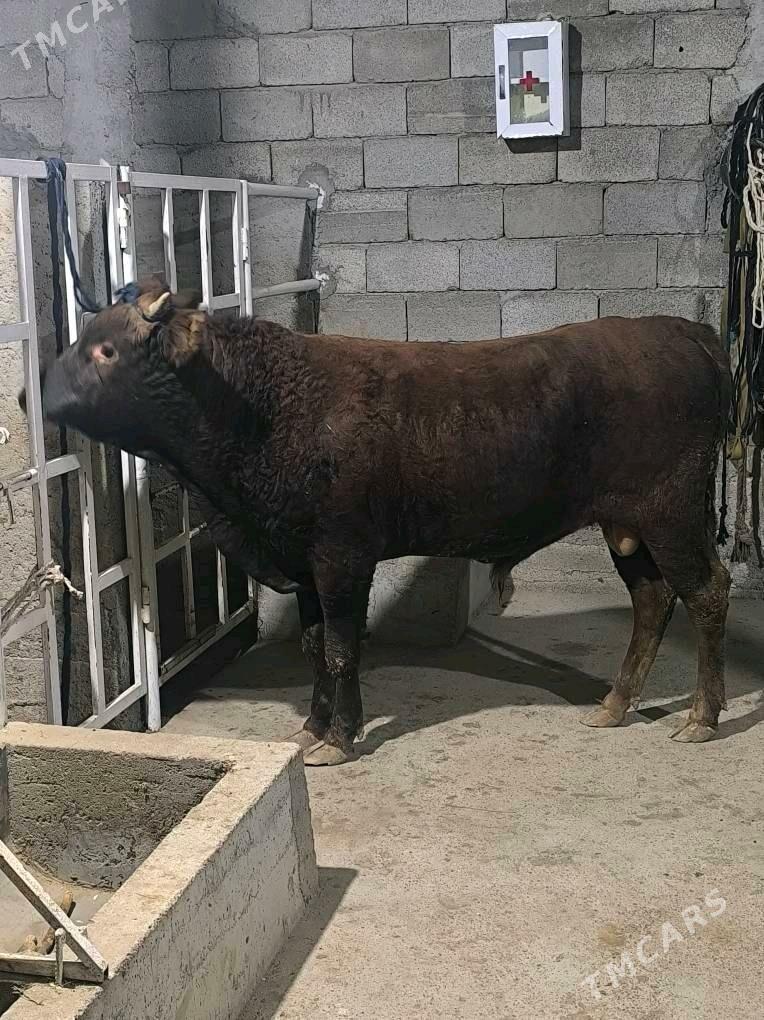 OKZ BAKYLAN 3 SANAK - Анев - img 6