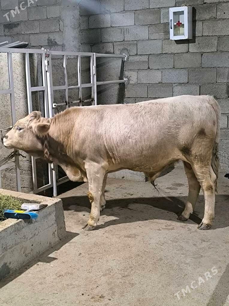 OKZ BAKYLAN 3 SANAK - Анев - img 10