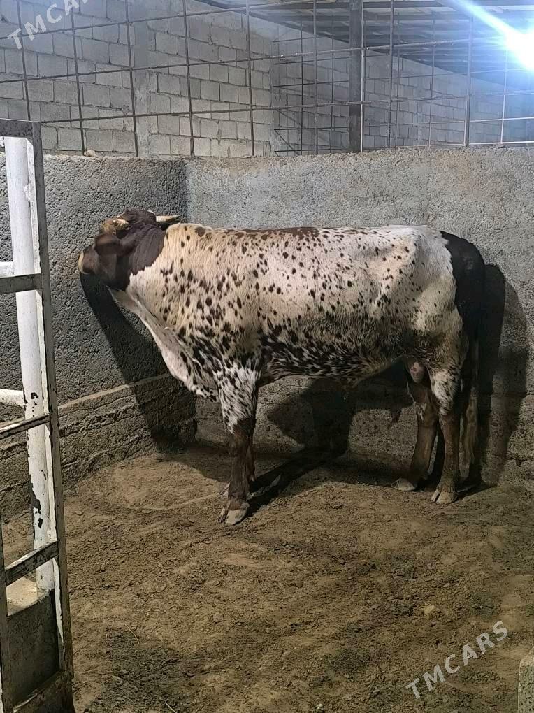 OKZ BAKYLAN 3 SANAK - Анев - img 4