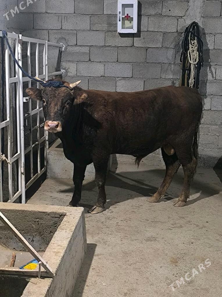 OKZ BAKYLAN 3 SANAK - Анев - img 7