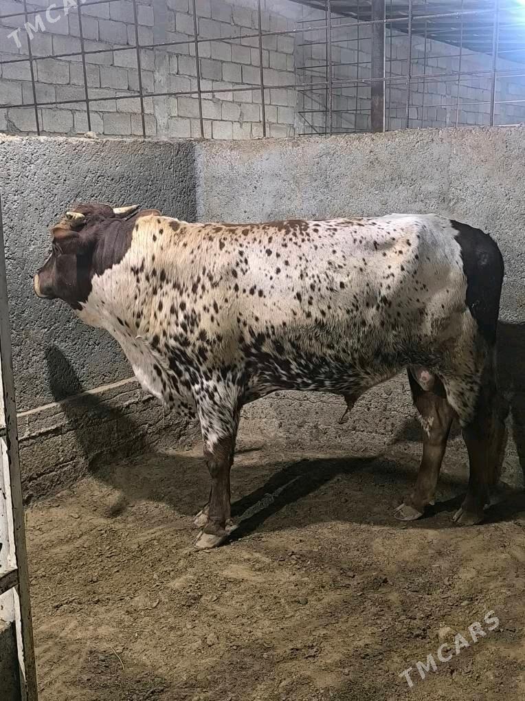 OKZ BAKYLAN 3 SANAK - Анев - img 3