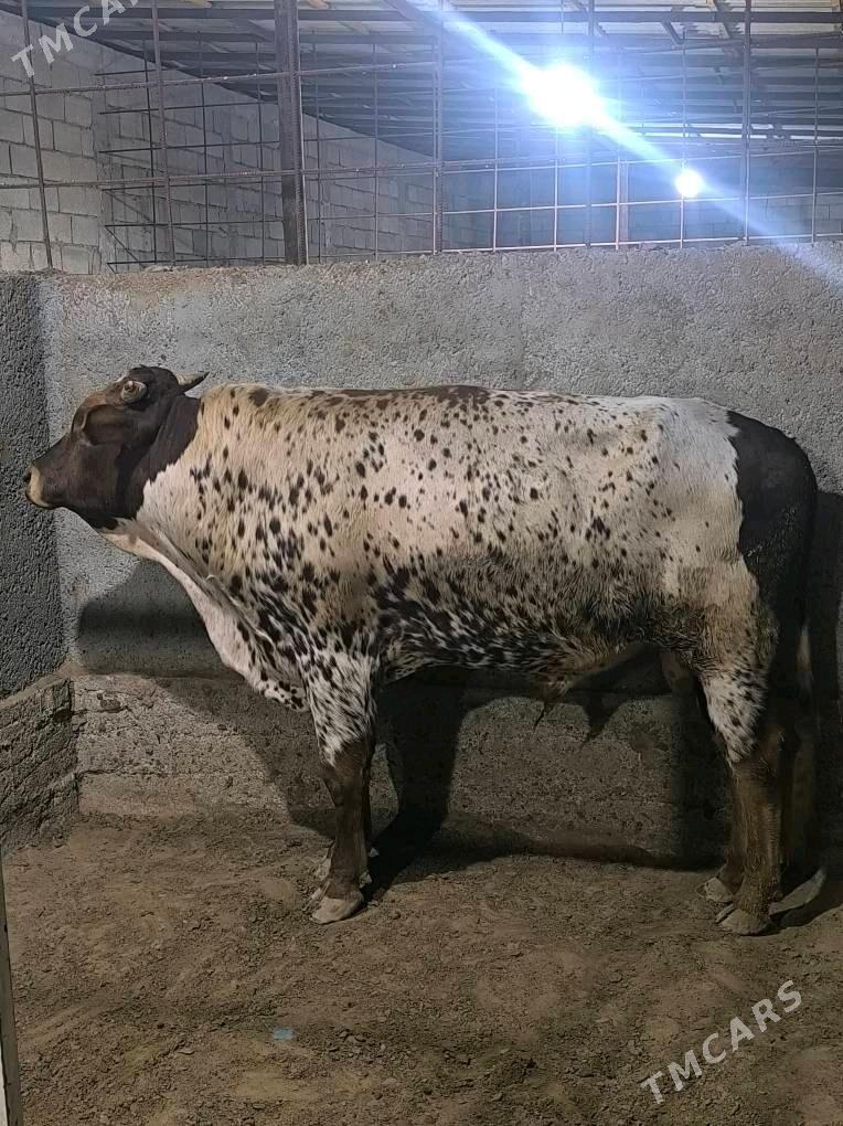 OKZ BAKYLAN 3 SANAK - Анев - img 2