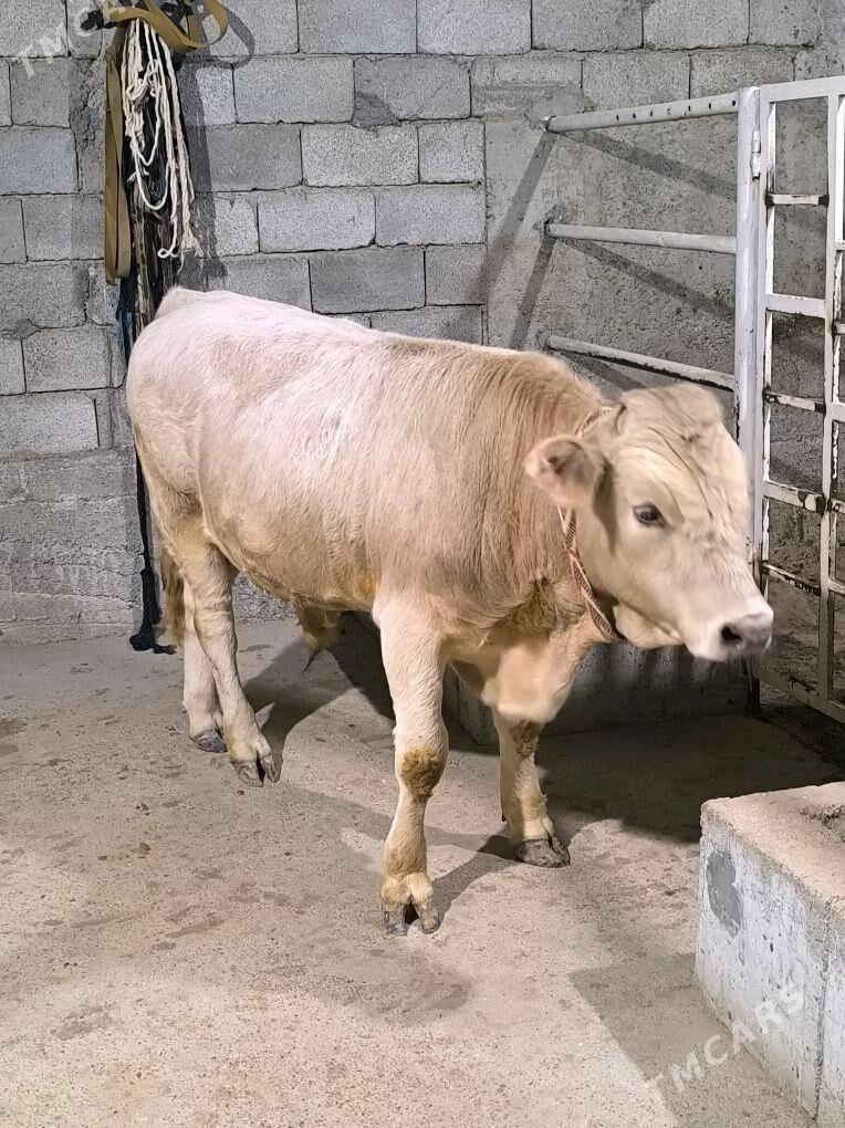 OKZ BAKYLAN 3 SANAK - Анев - img 8