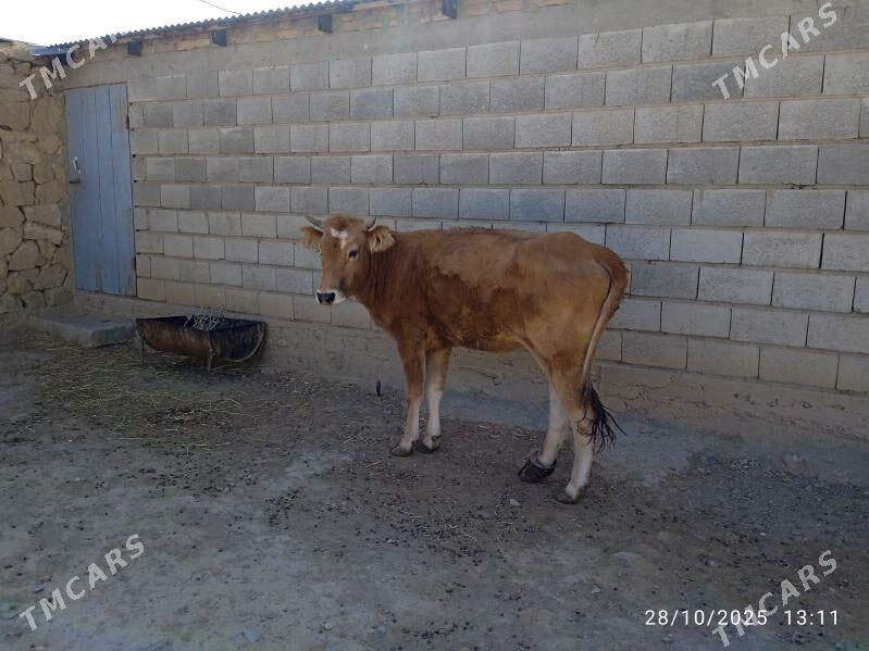 Tüwe - Gyzylarbat - img 3