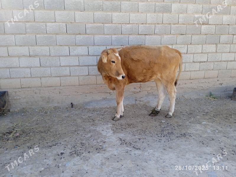 Tüwe - Gyzylarbat - img 2