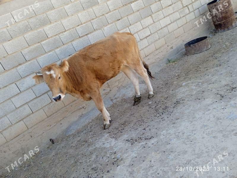 Tüwe - Gyzylarbat - img 1