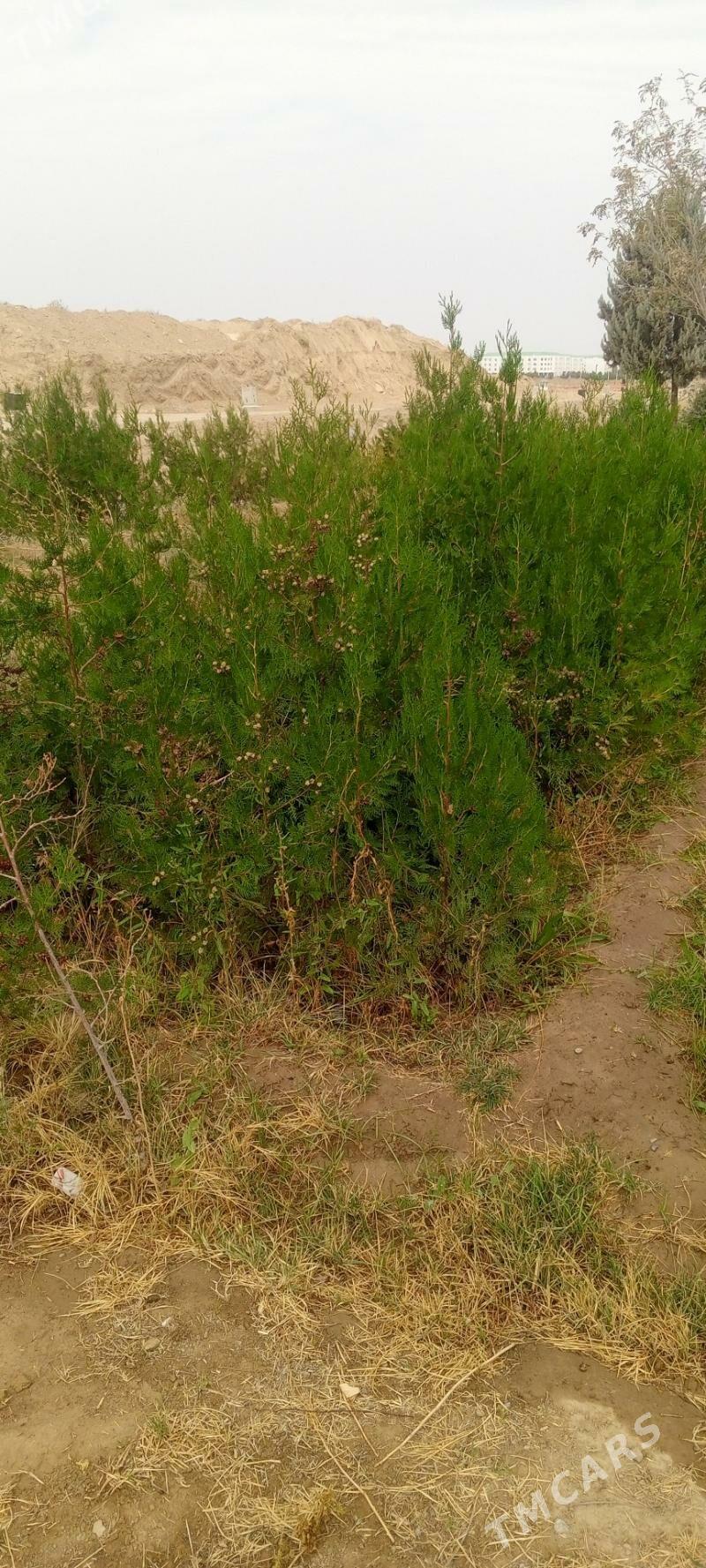 yolka tuya йолка туя - Ашхабад - img 3