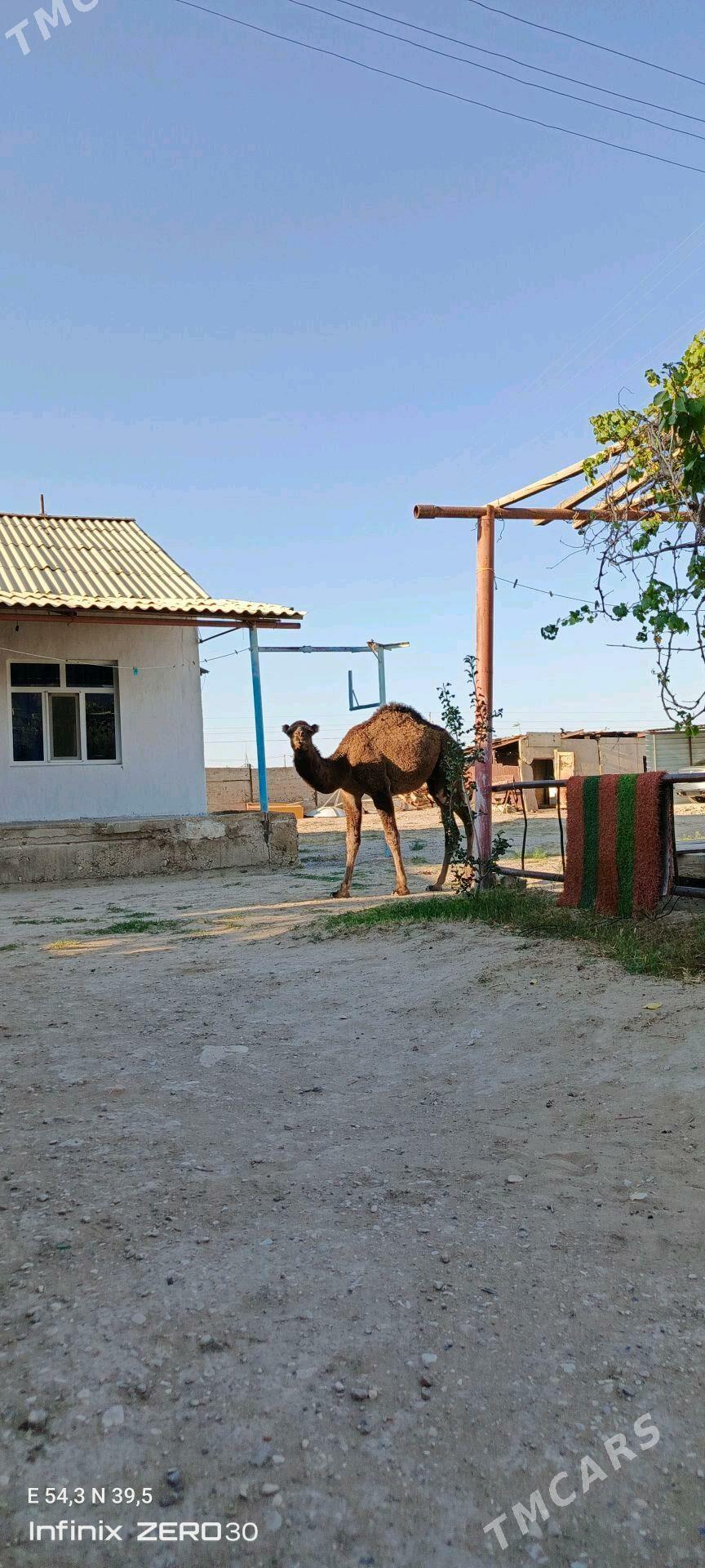 torum - Балканабат - img 3