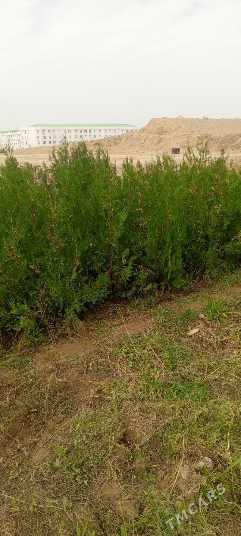 yolka tuya йолка туя - Ашхабад - img 1