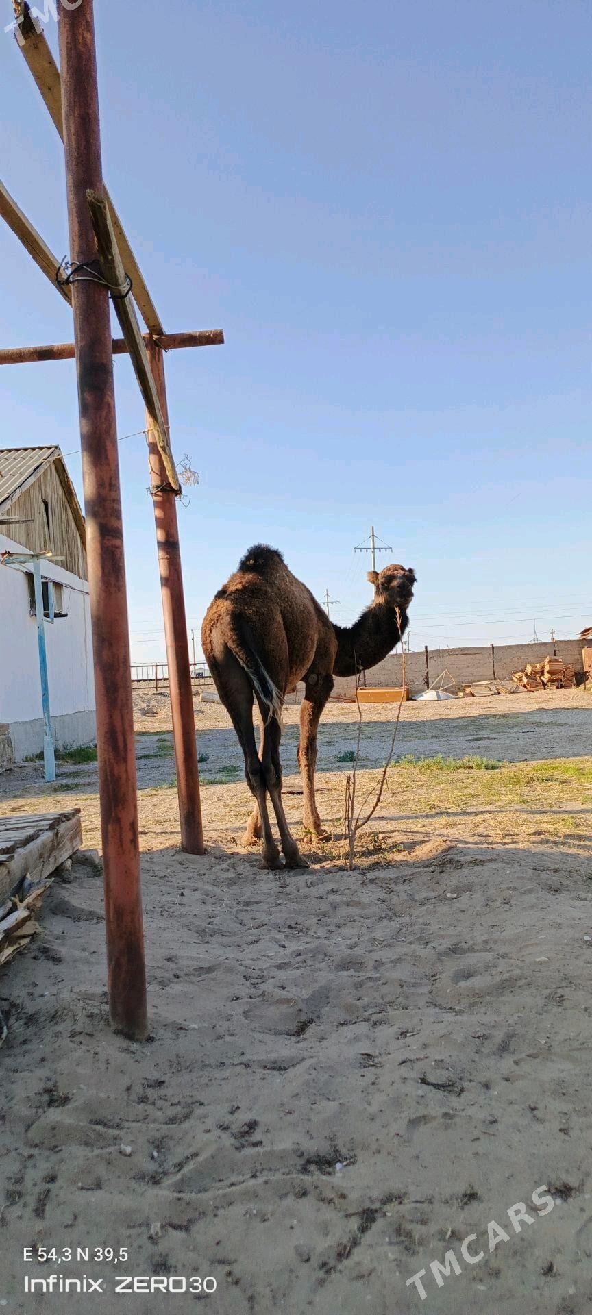 torum - Балканабат - img 2