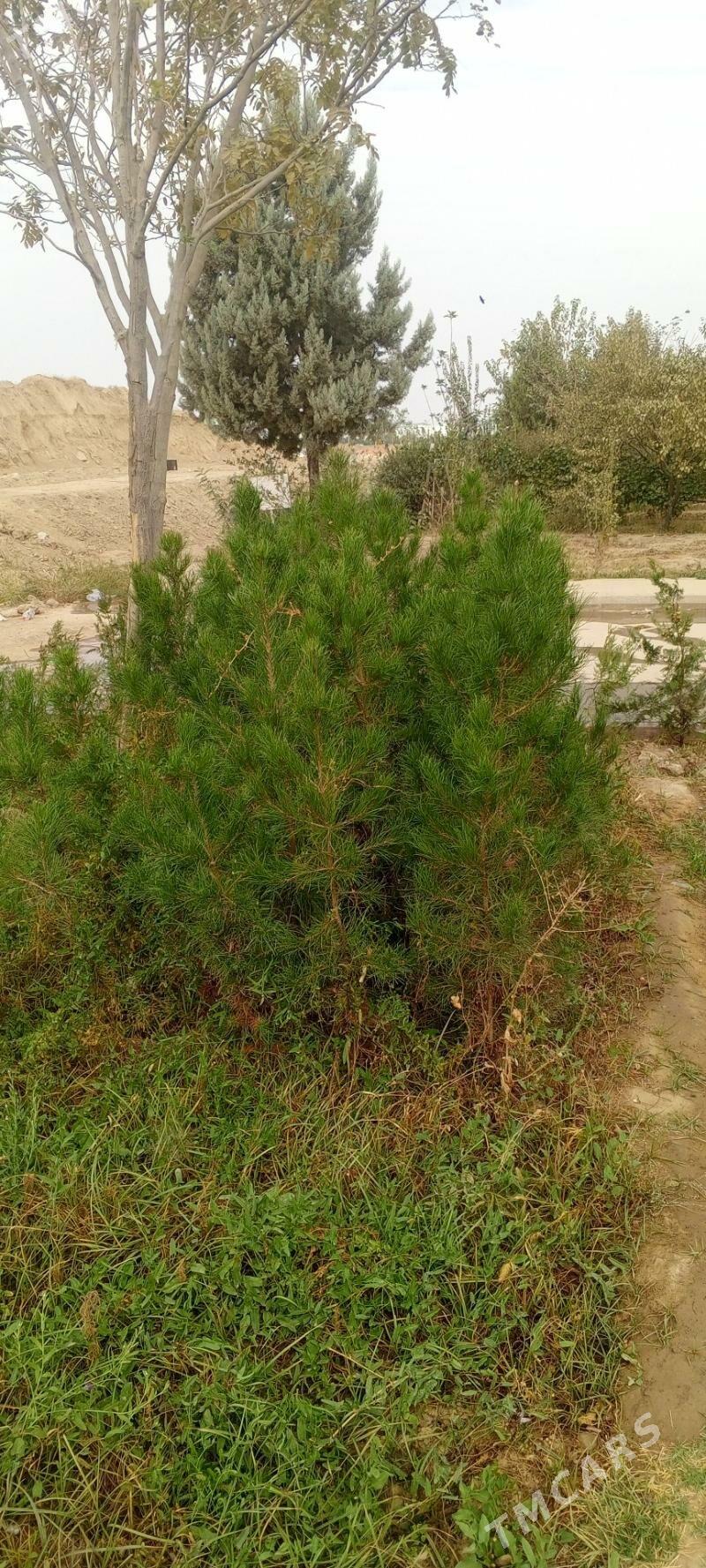 yolka tuya йолка туя - Ашхабад - img 4