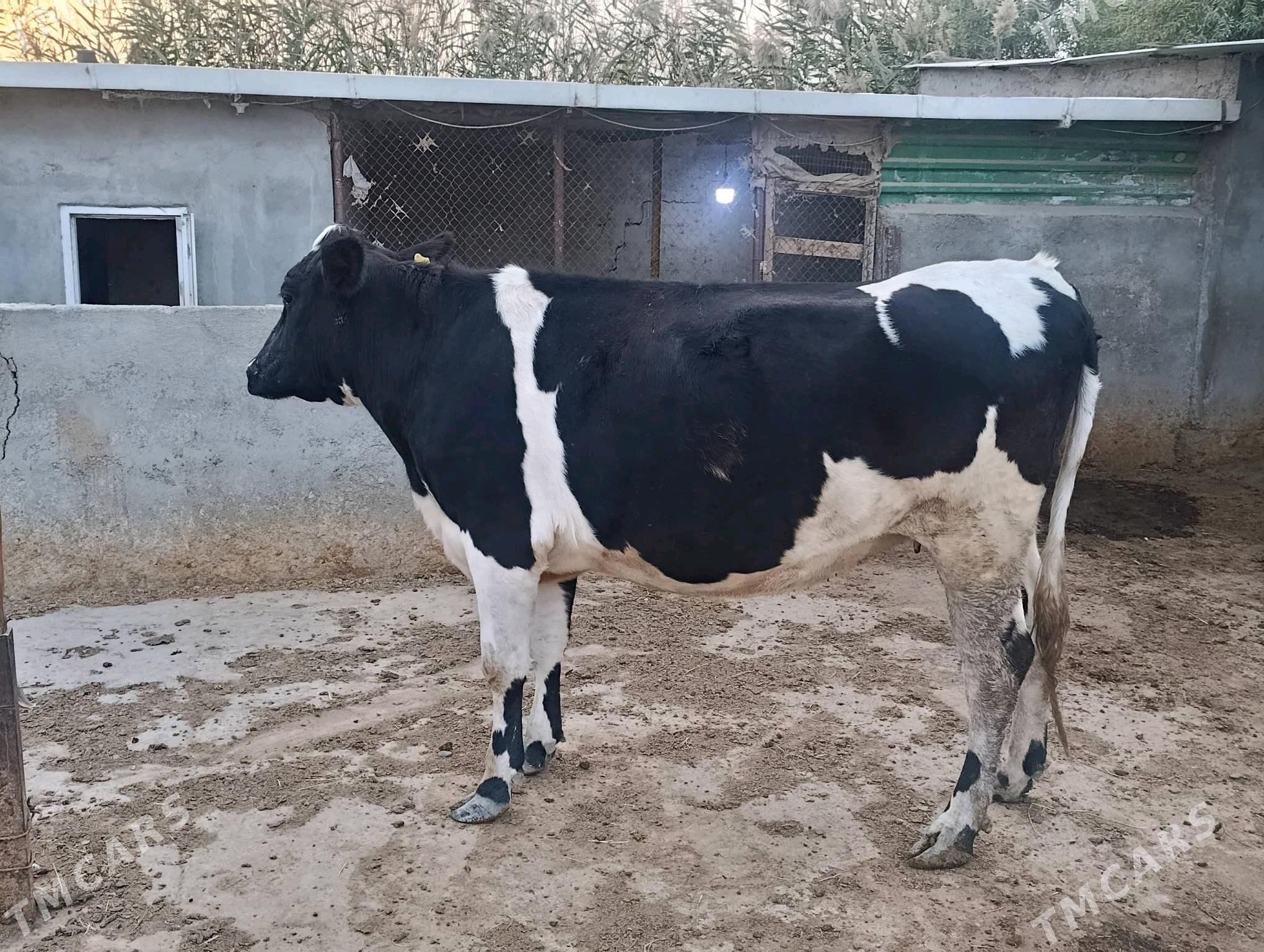 sygyrlar - Bagyr - img 4