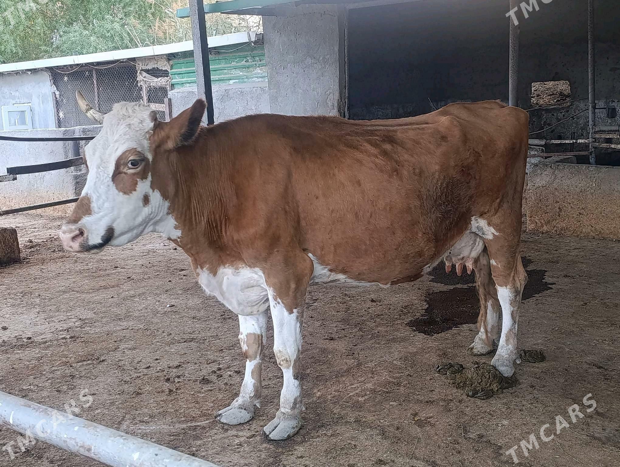 sygyrlar - Bagyr - img 6