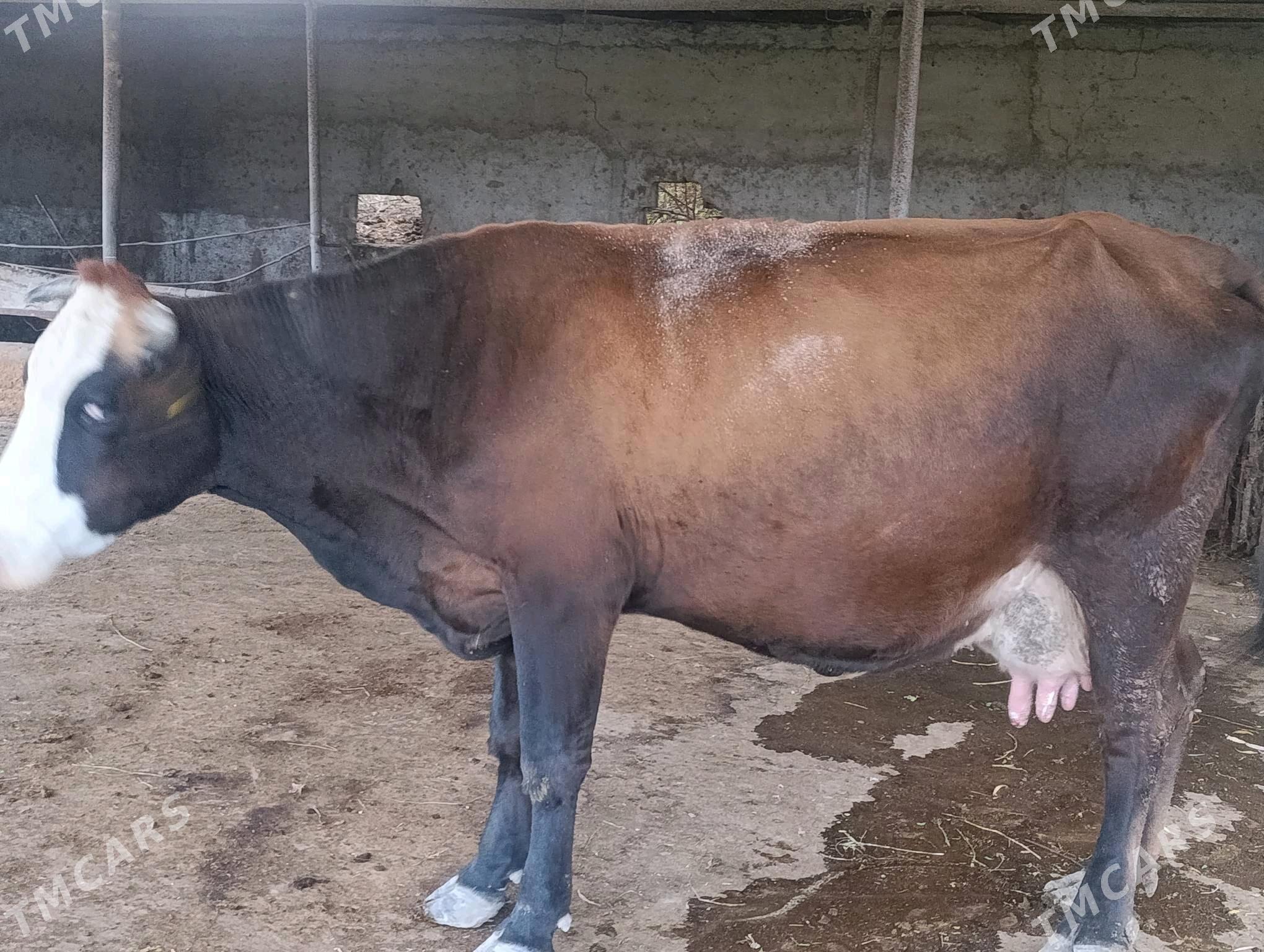 sygyrlar - Bagyr - img 7