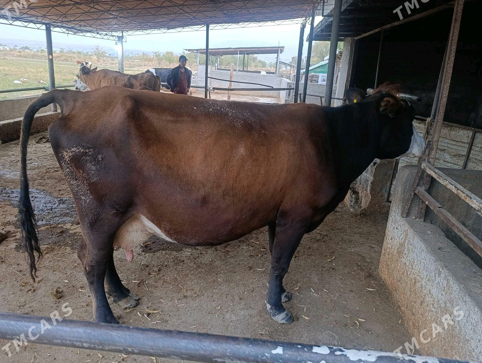 sygyrlar - Bagyr - img 5