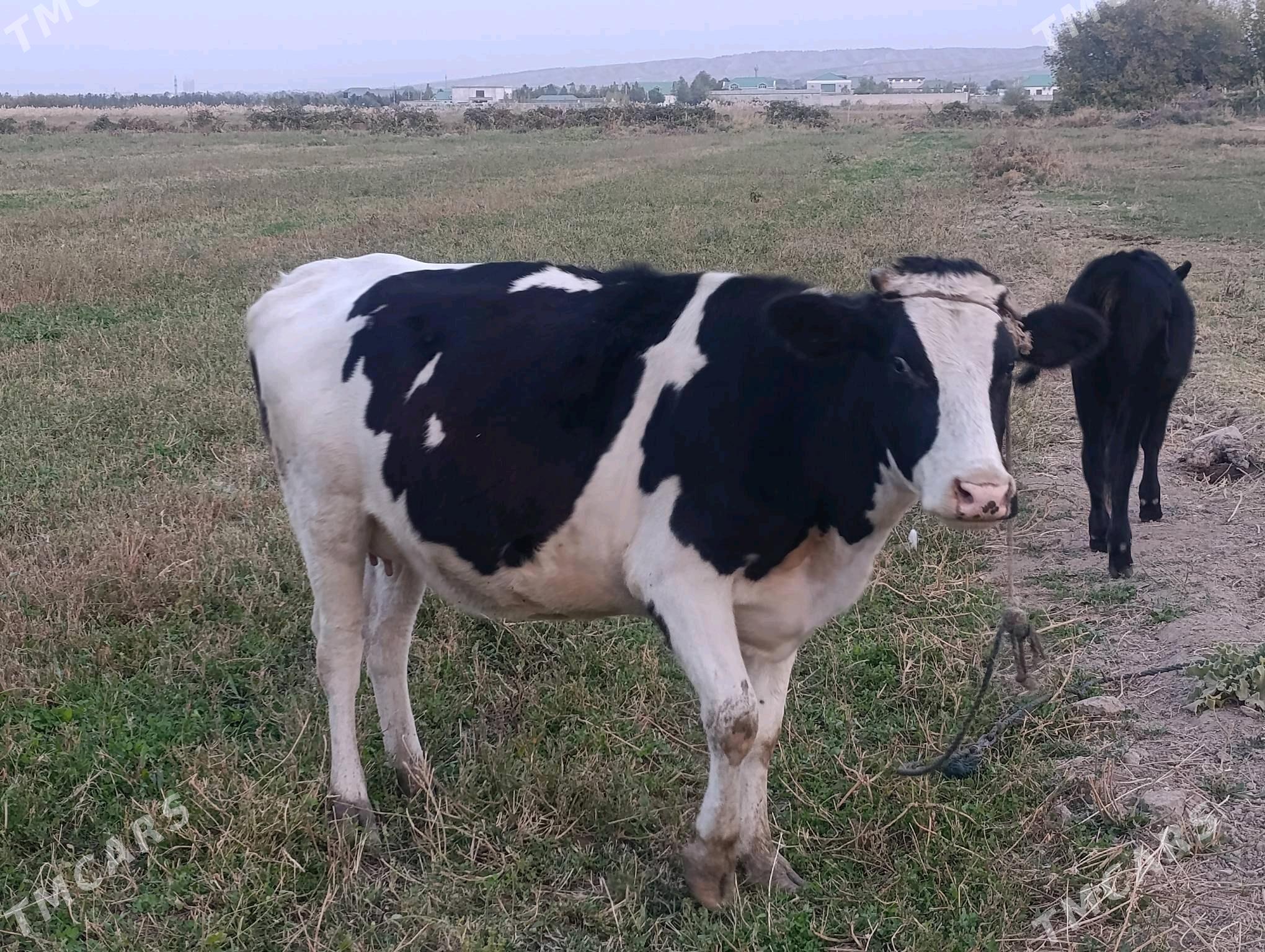 sygyrlar - Bagyr - img 2