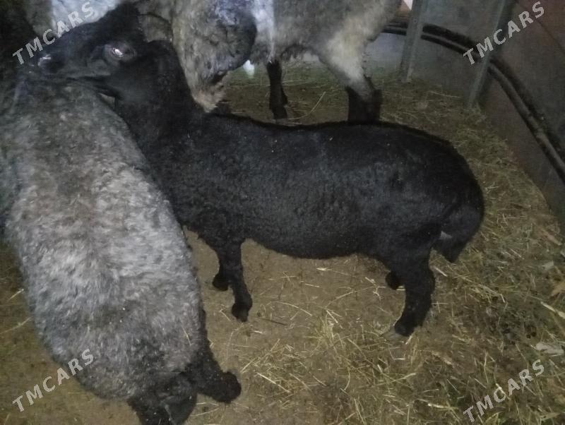 tokly garakol issek goyun - Ашхабад - img 1