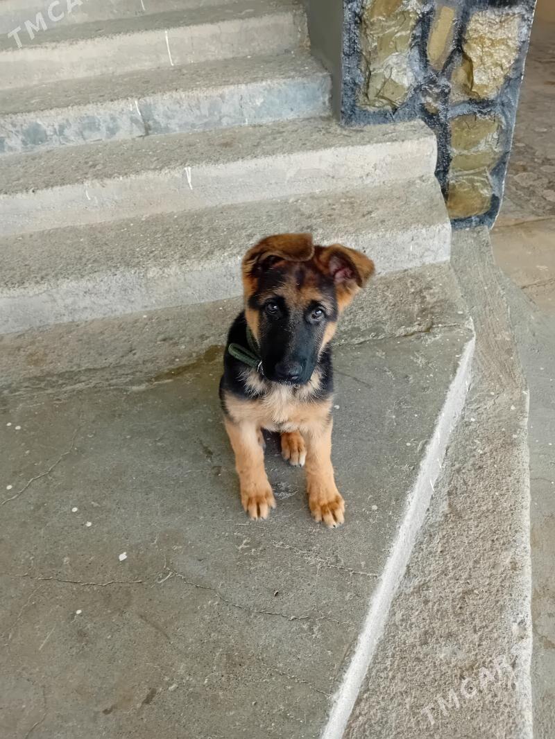 Немецкая овчарка - Гёкдже - img 2