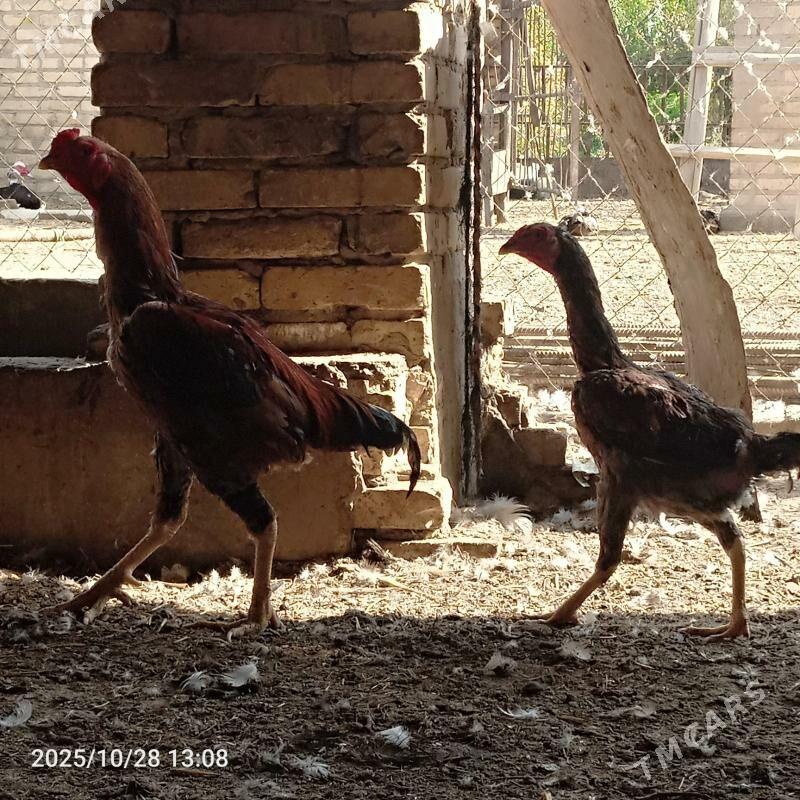 baýsaw horaz - Чарджоу - img 6