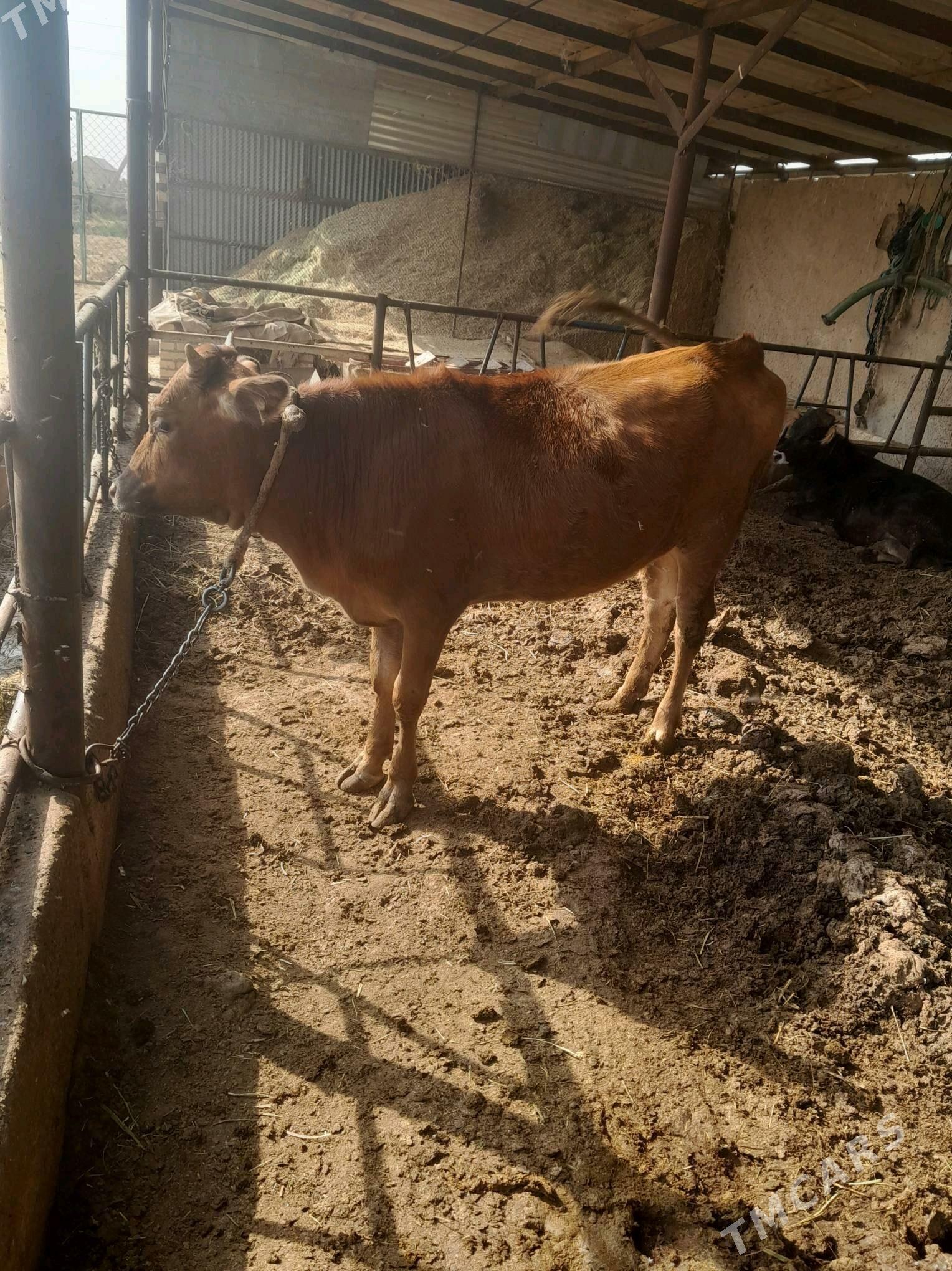 tuwe - Бабадайхан - img 2