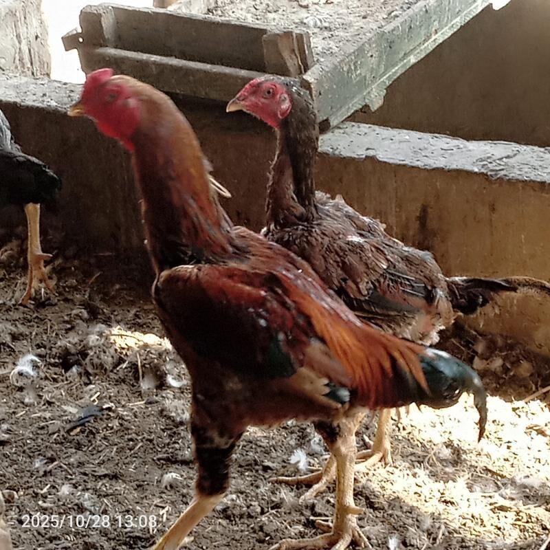 baýsaw horaz - Чарджоу - img 3