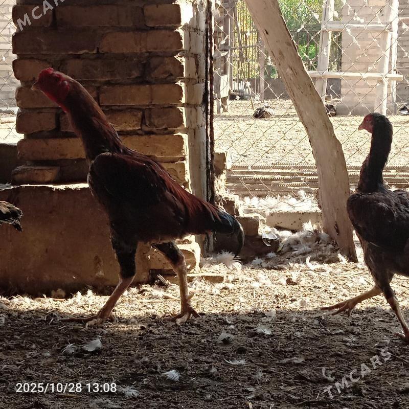 baýsaw horaz - Чарджоу - img 5