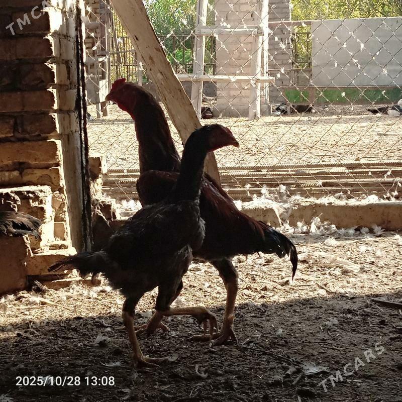 baýsaw horaz - Чарджоу - img 4