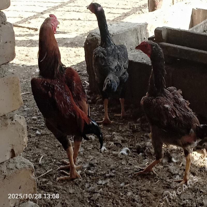 baýsaw horaz - Чарджоу - img 2