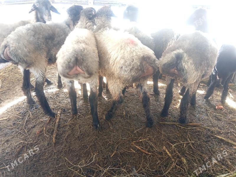 tokly garakol issek goyun - Ашхабад - img 2