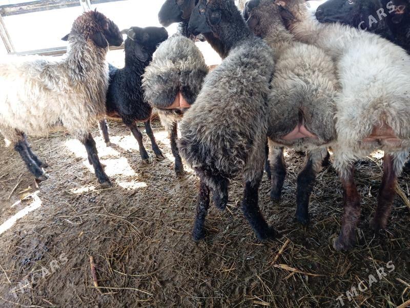 tokly garakol issek goyun - Ашхабад - img 6