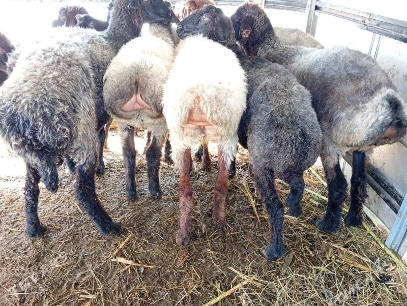 tokly garakol issek goyun - Ашхабад - img 5