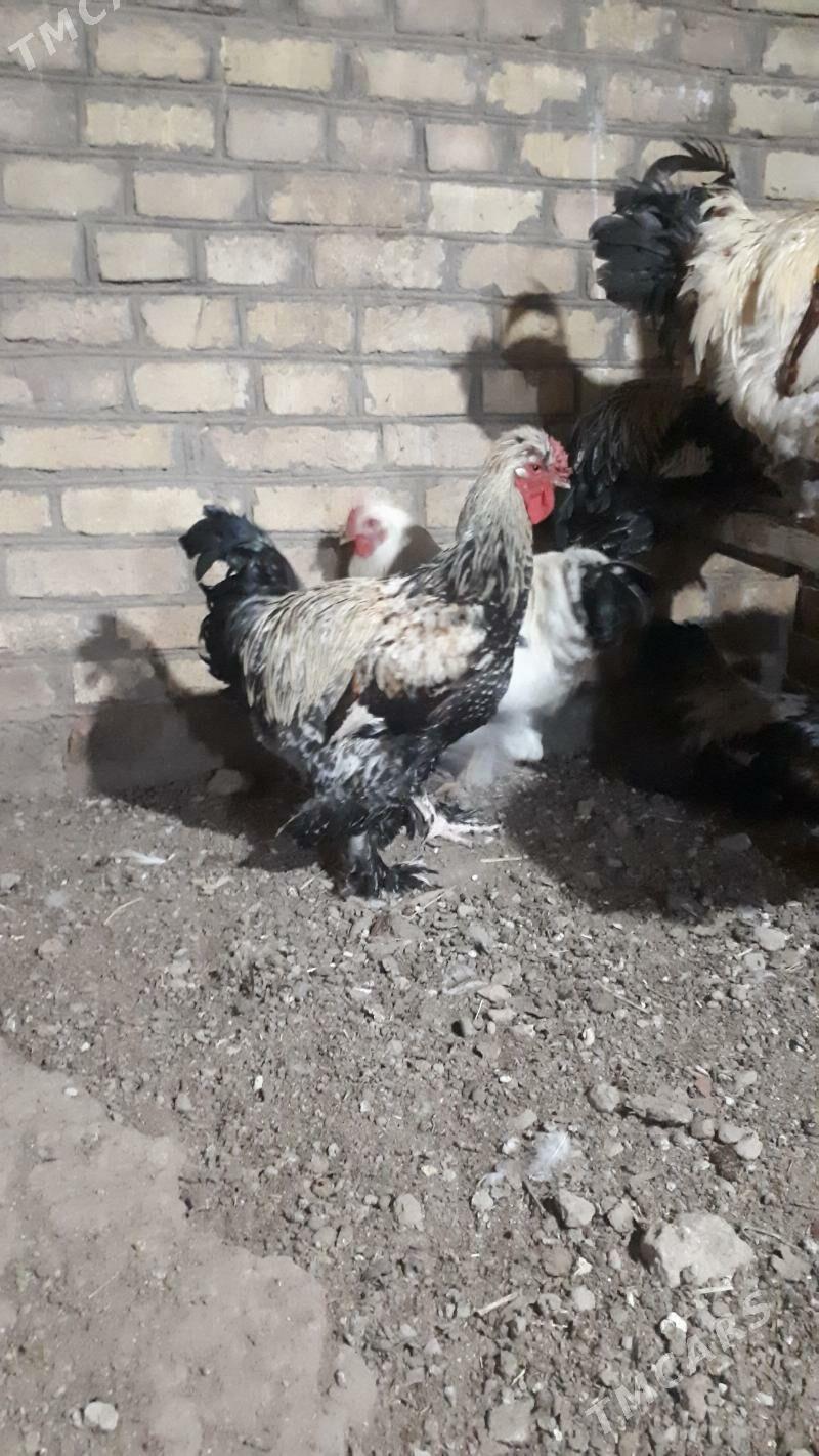 brama 6 aylyk - Туркменабат - img 1