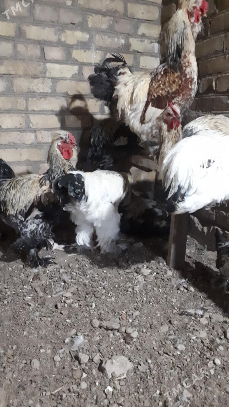 brama 6 aylyk - Туркменабат - img 2