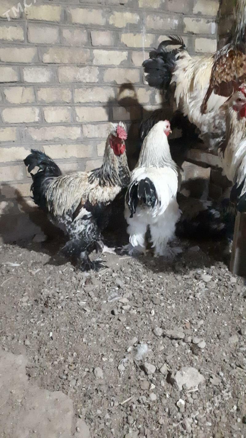 brama 6 aylyk - Туркменабат - img 3