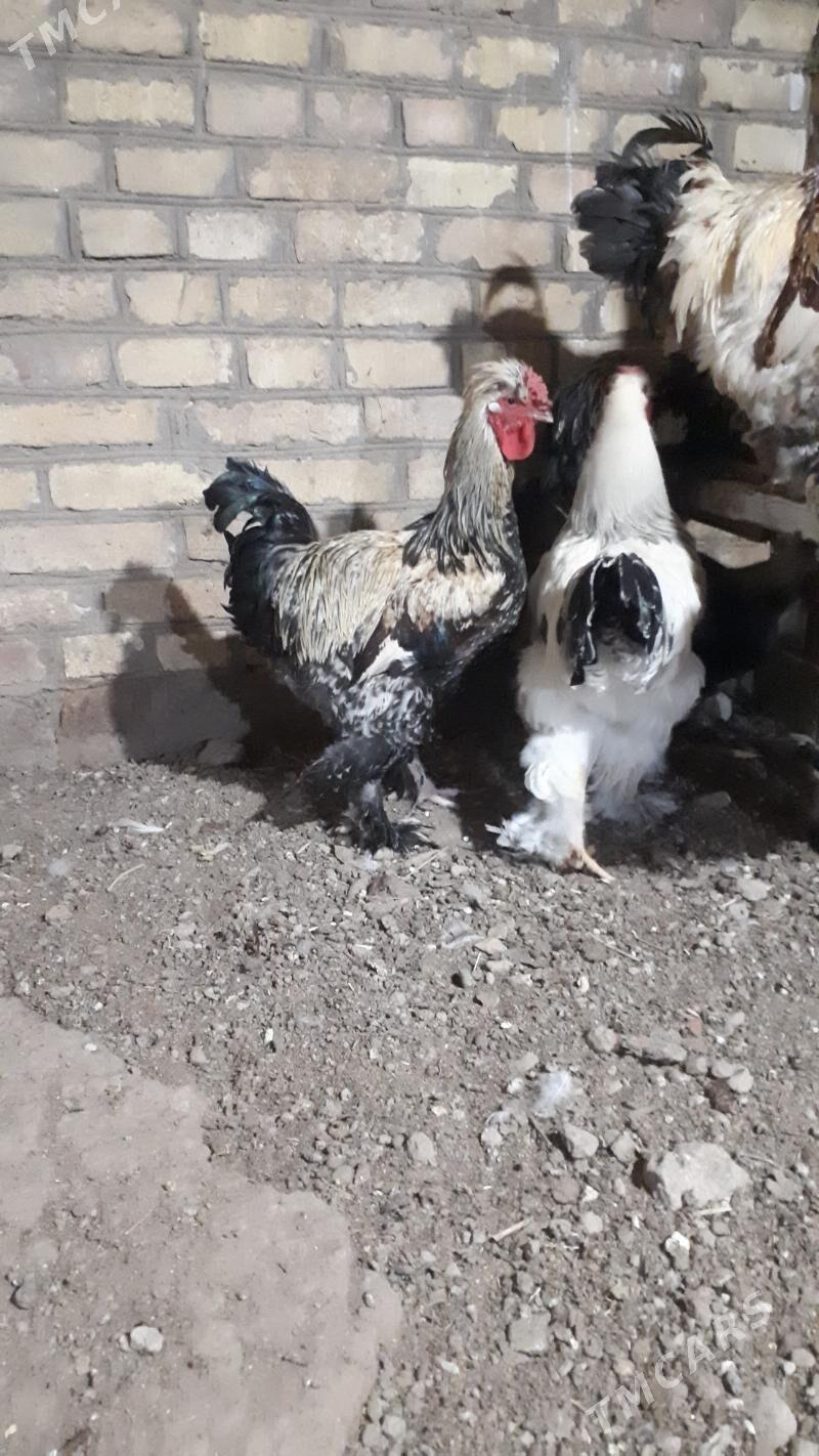 brama 6 aylyk - Туркменабат - img 4